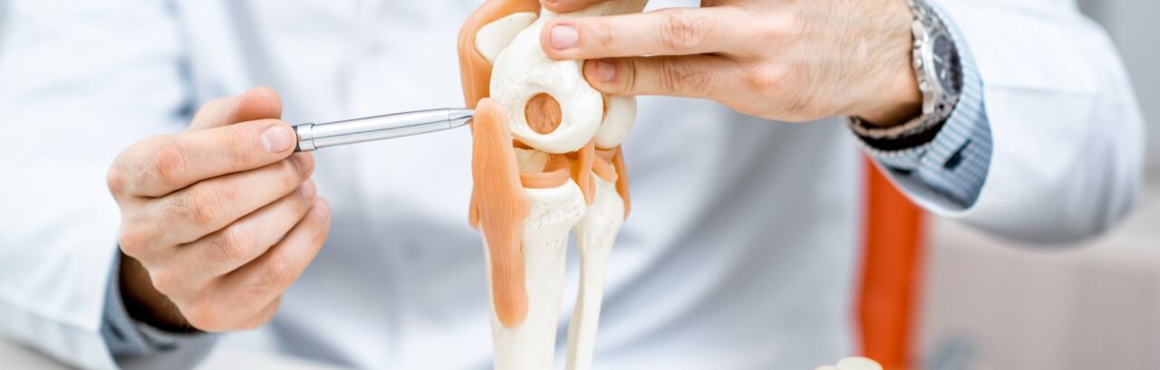 Arzt im weißen Kittel erklärt an einem anatomischen Kniegelenkmodell mit einem Zeigestab den Bandapparat, daneben ein Wirbelsäulenmodell.